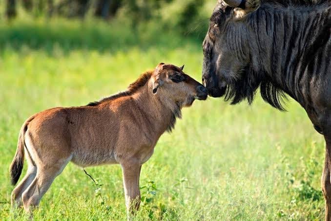 The Serengeti Calving Season: A Complete Guide for 2027