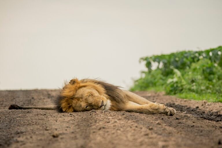 Male lion asleep on a dirt track in the Serengeti, Tanzania