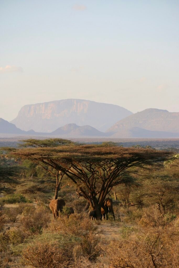 Elephant herd on the plains