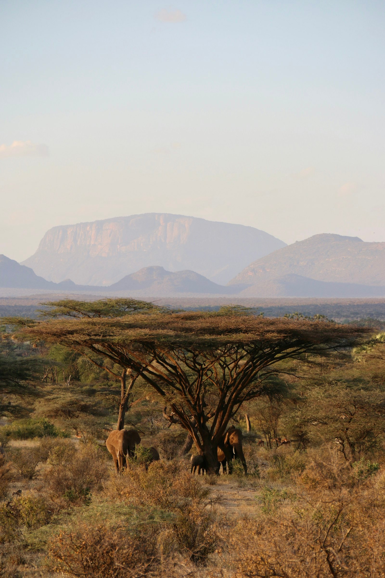 Elephant herd on the plains