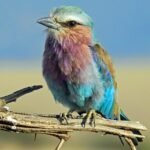 Lilac-breasted roller perched on a branch