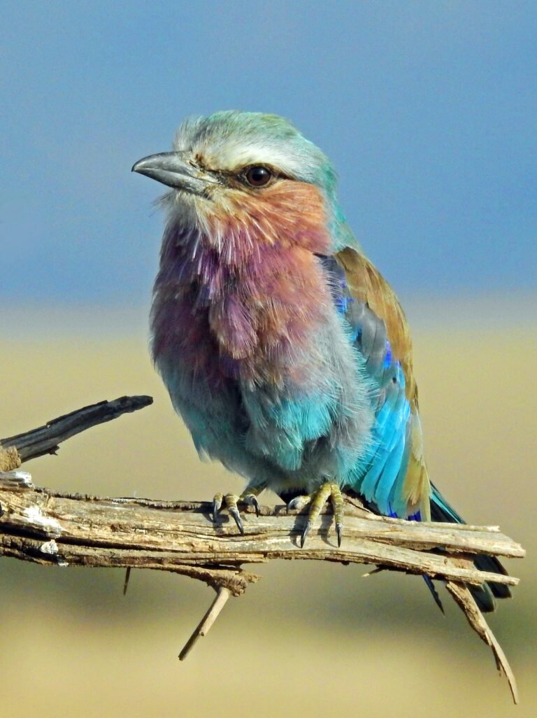 Lilac-breasted roller perched on a branch