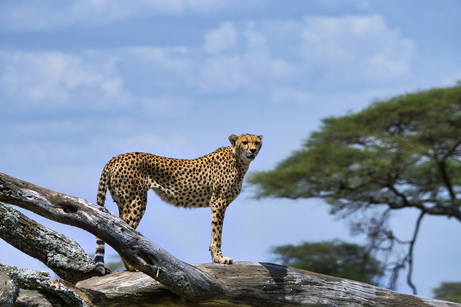 Cheetah resting on a log