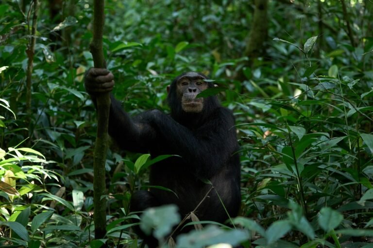Chimpanzee in the forest