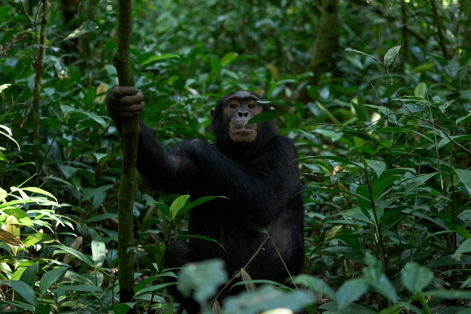 Chimpanzee in the forest