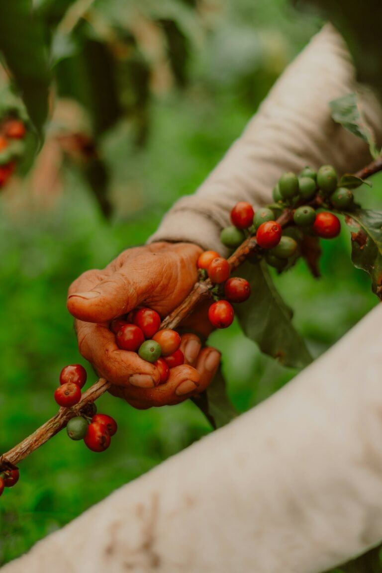 Picking ripe coffee cherries