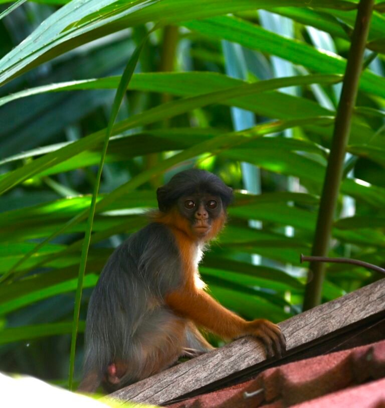 Monkey in Jozani Forest