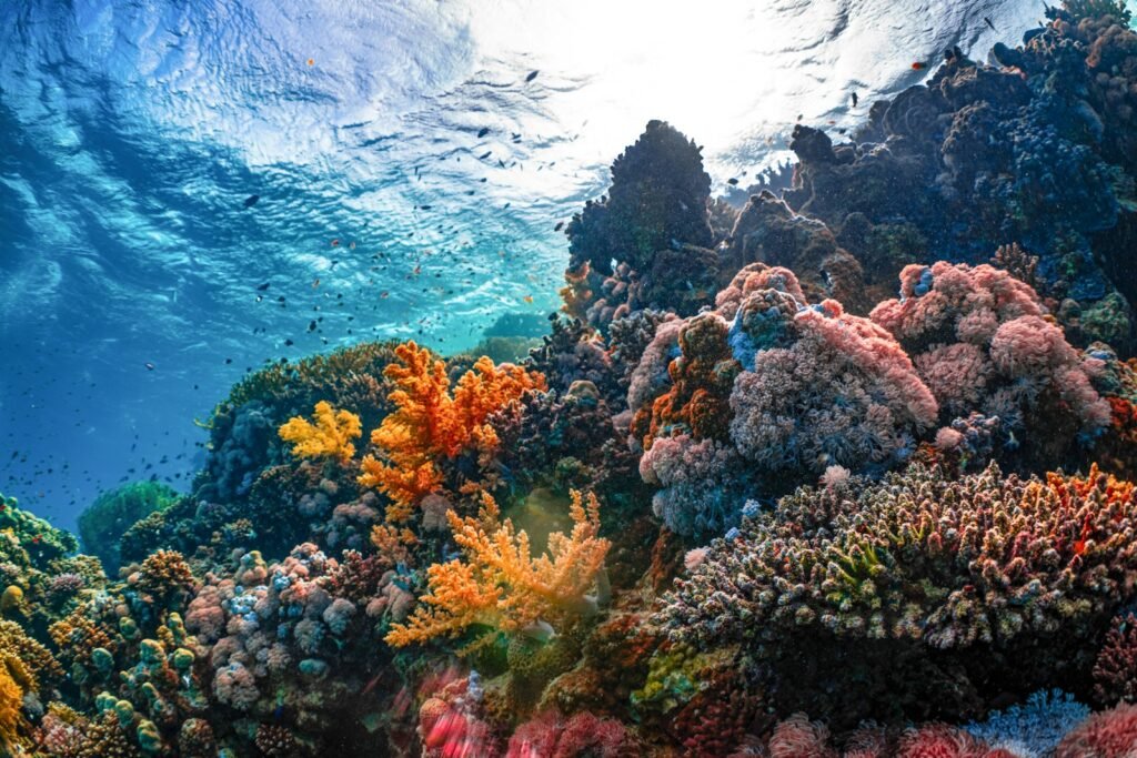 Coral reef for snorkelling
