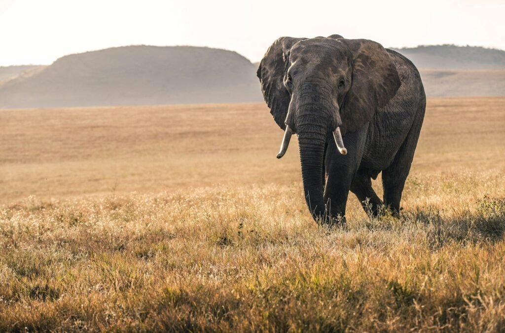 Elephant in the grass