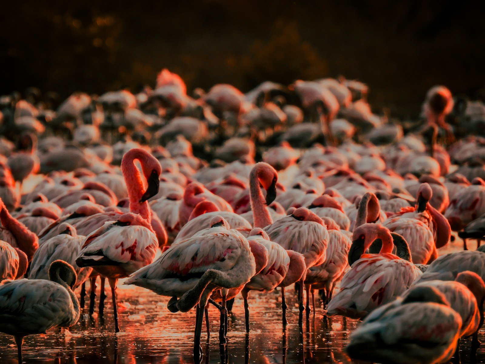 Flamingos in a soda lake