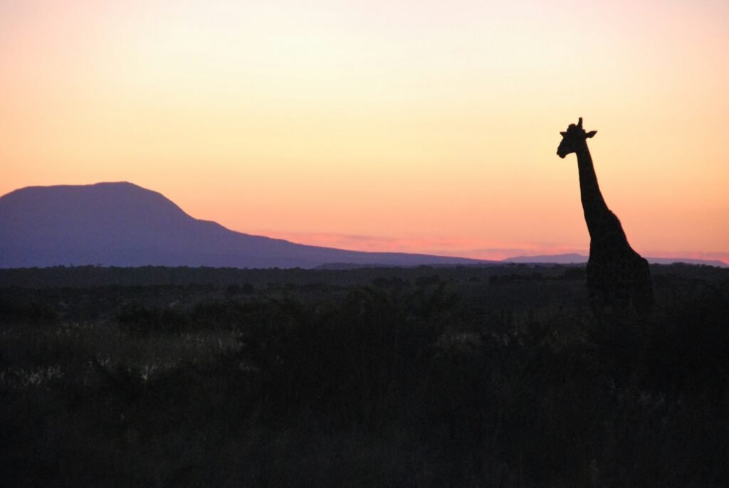 Giraffe in the grassland