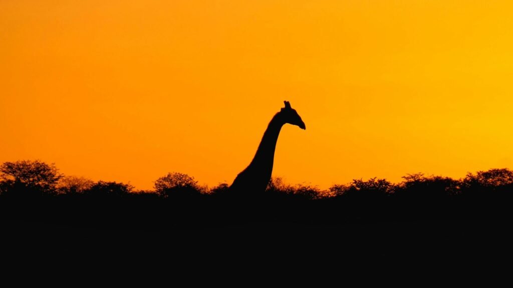 Giraffe silhouette at sunset
