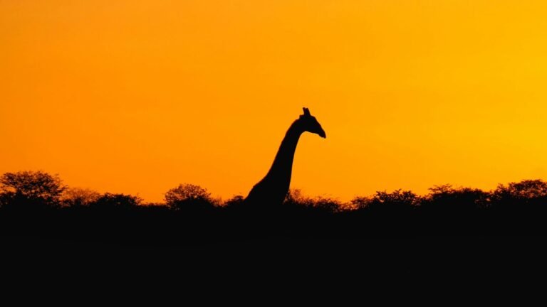 Giraffe silhouette at sunset
