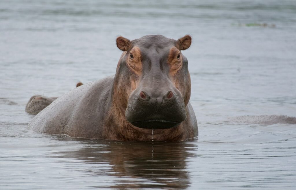 Hippo in the water