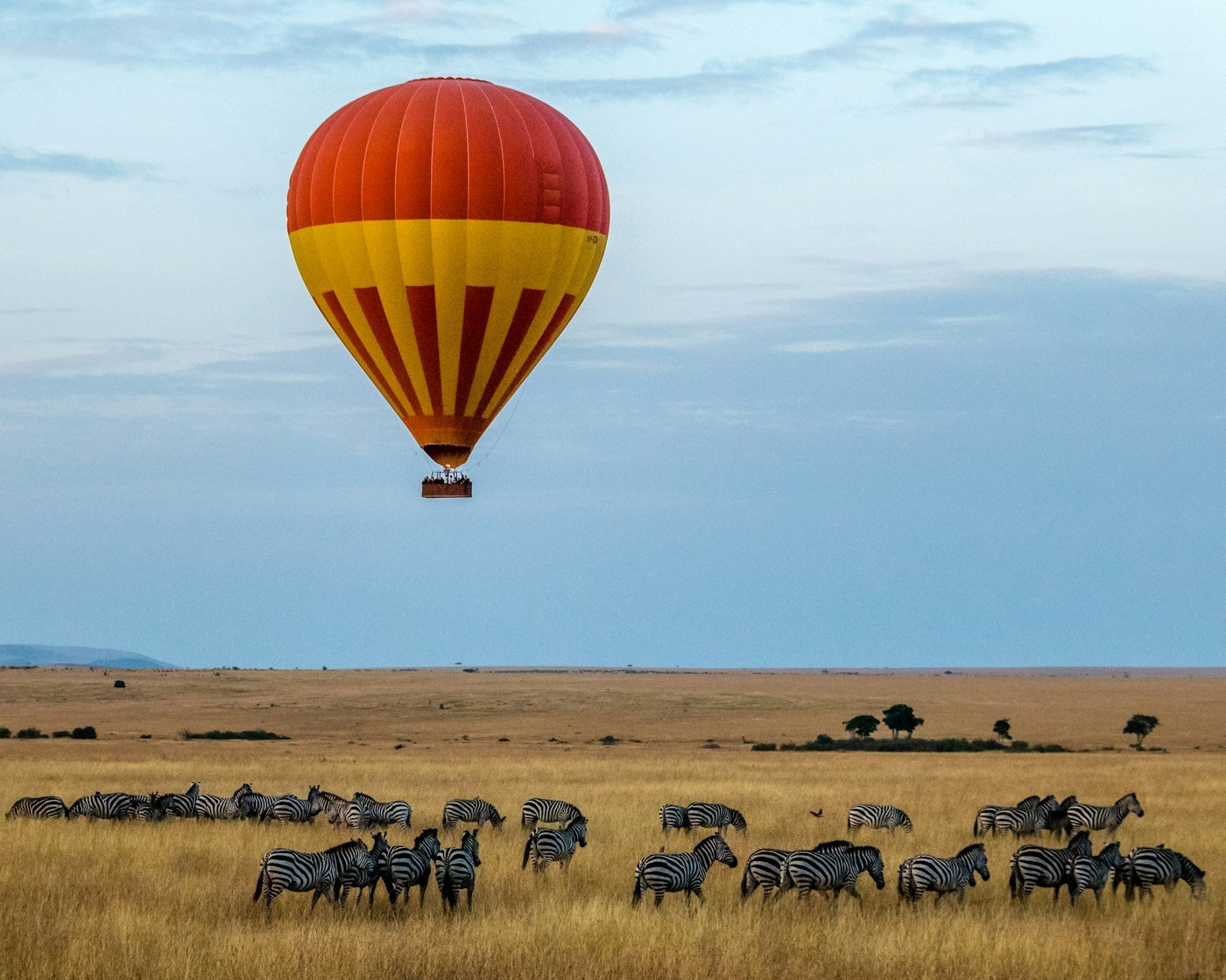 Hot air balloon over zebras in the Maasai Mara, Kenya