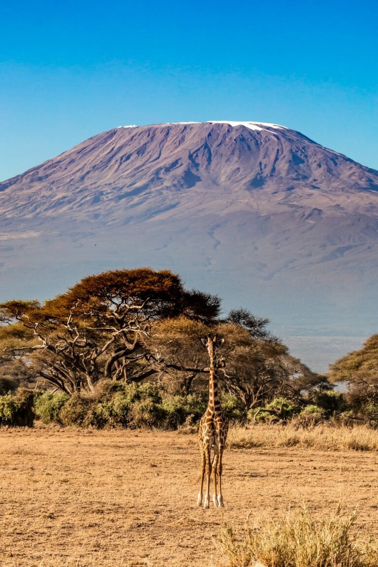 Kilimanjaro rising above the clouds