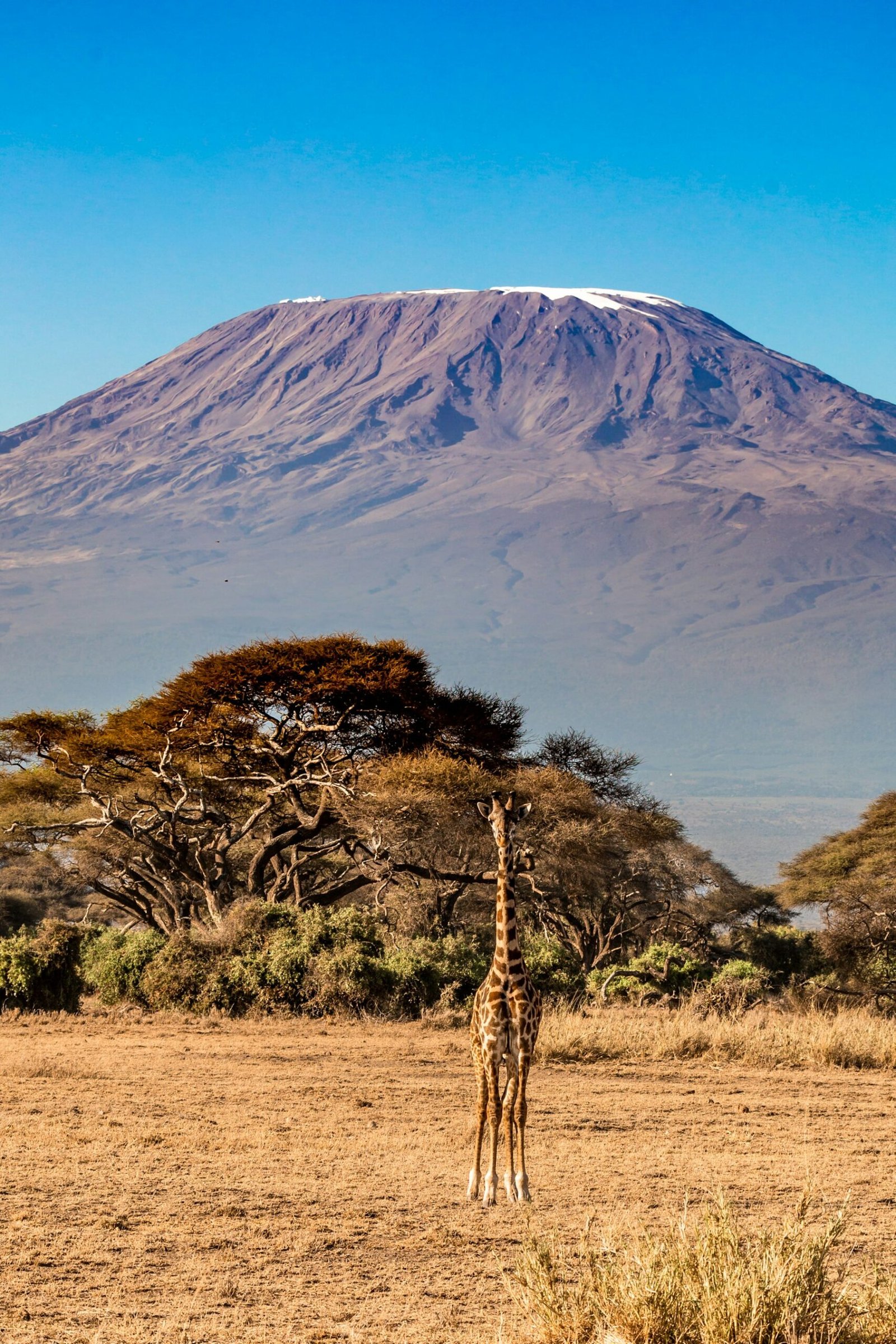 Kilimanjaro rising above the clouds