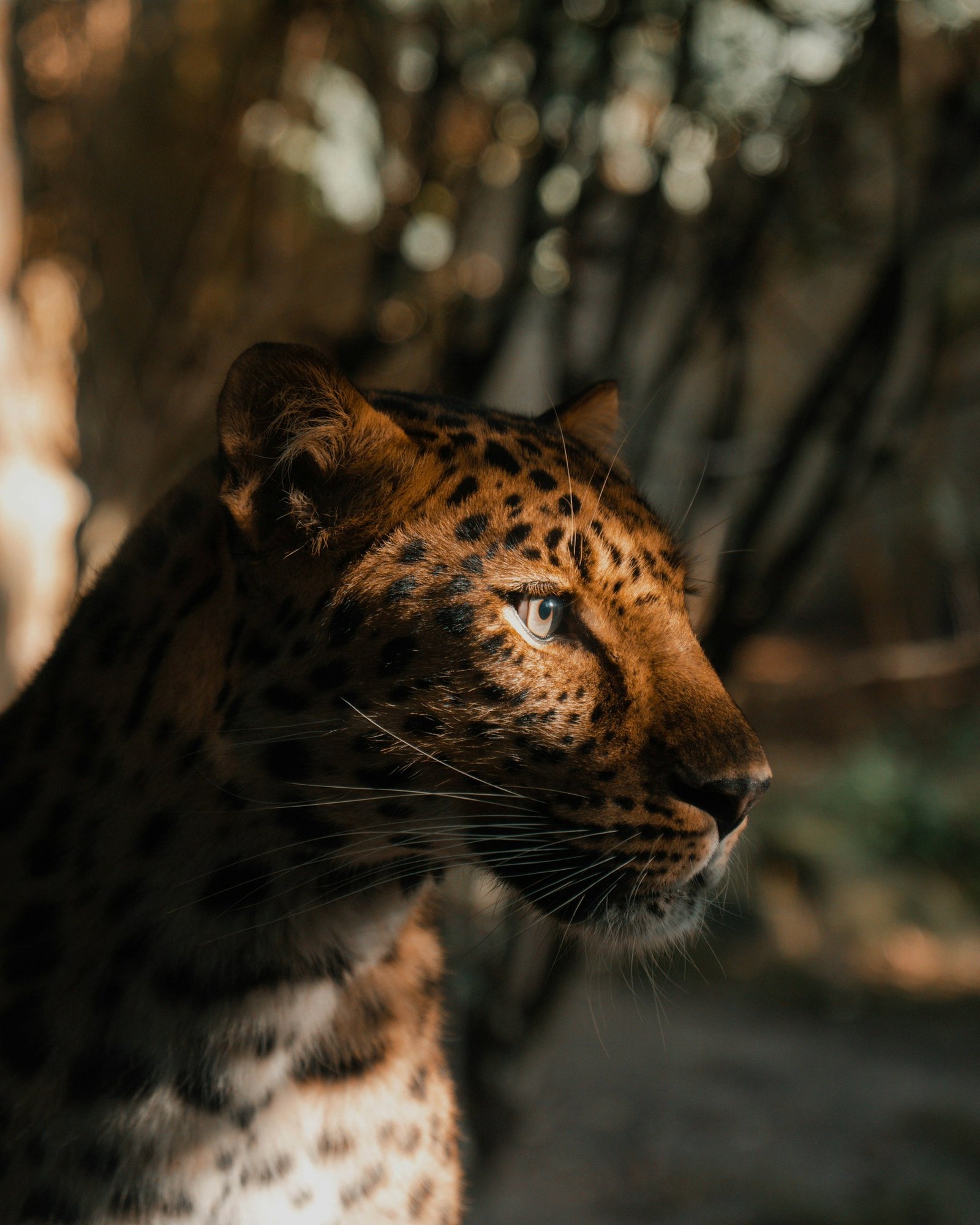 Leopard in dappled sunlight