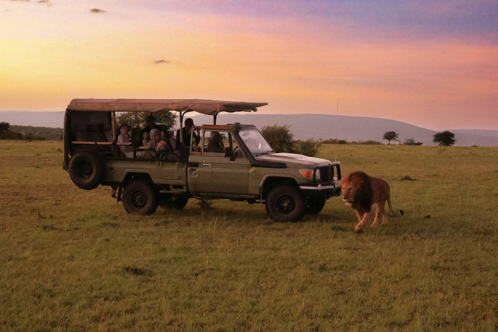 Safari vehicle watching a lion