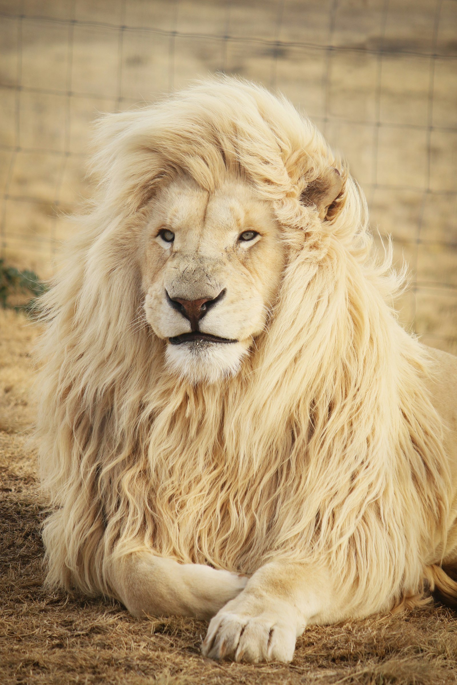 Lion resting
