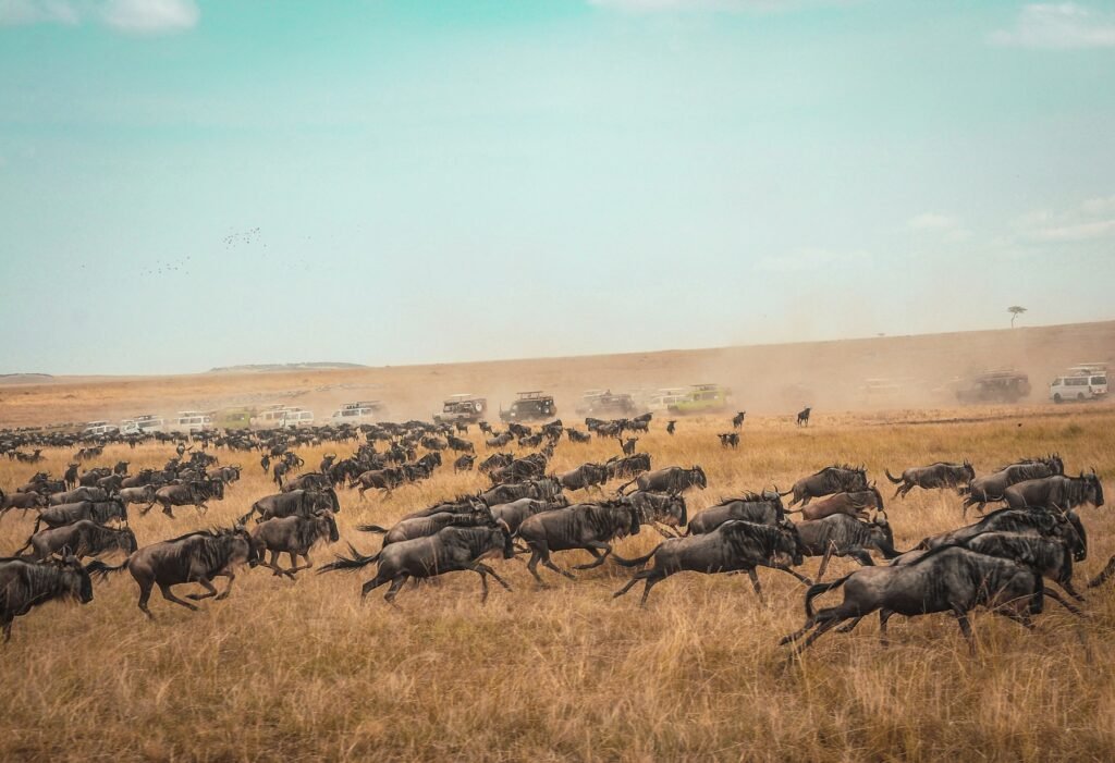 Wildebeest running during the Great Migration