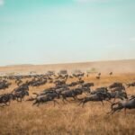 Wildebeest running during the Great Migration