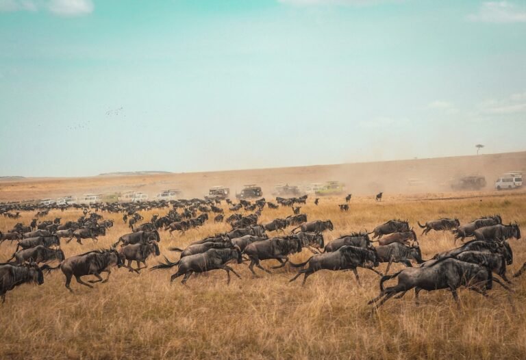 Wildebeest running during the Great Migration