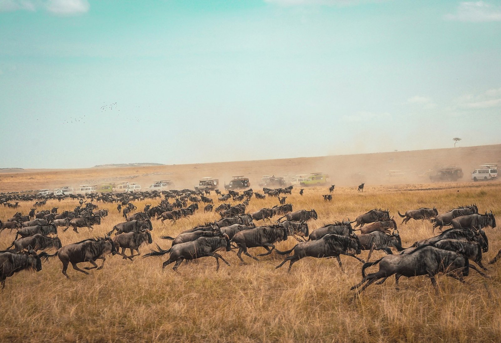 Wildebeest running during the Great Migration