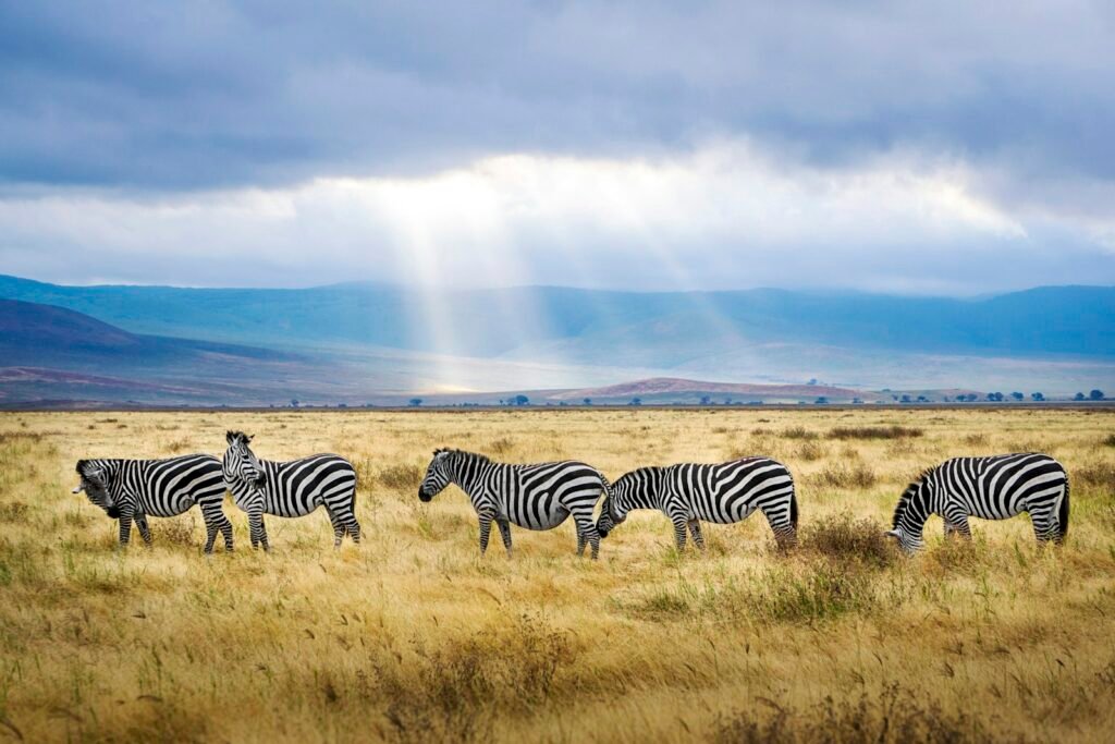 Zebras in the Ngorongoro Crater