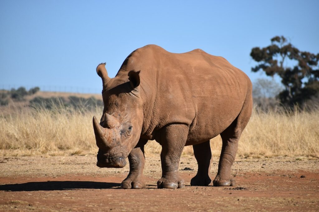 Rhino on the savanna