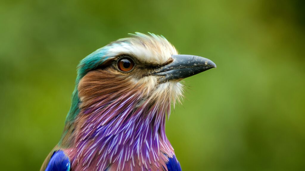 Close-up of a lilac-breasted roller
