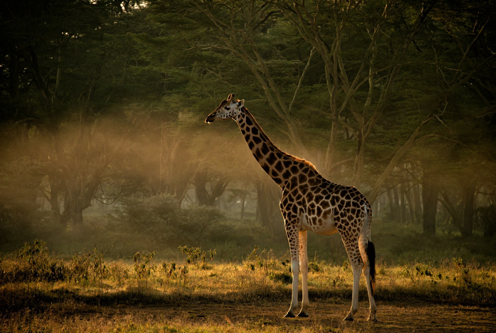 Giraffe in northern Kenya