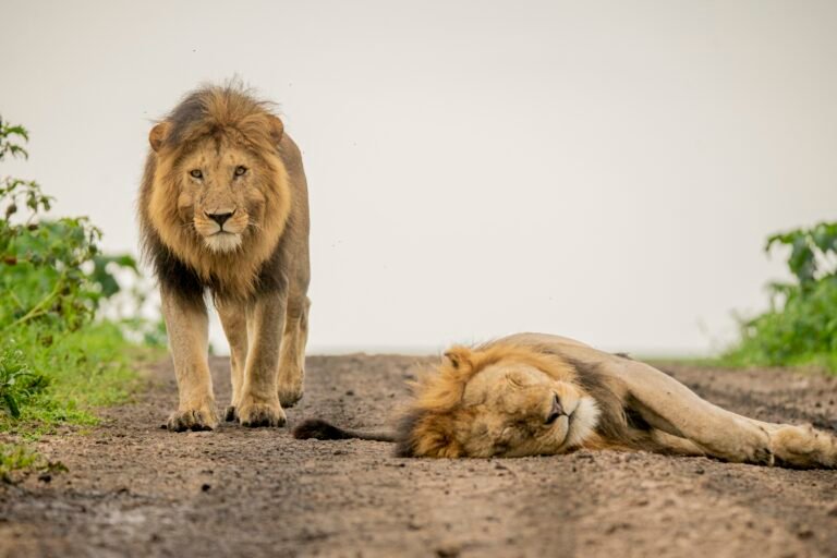 Two male lions on a dirt track in the Serengeti, one walking towards the camera