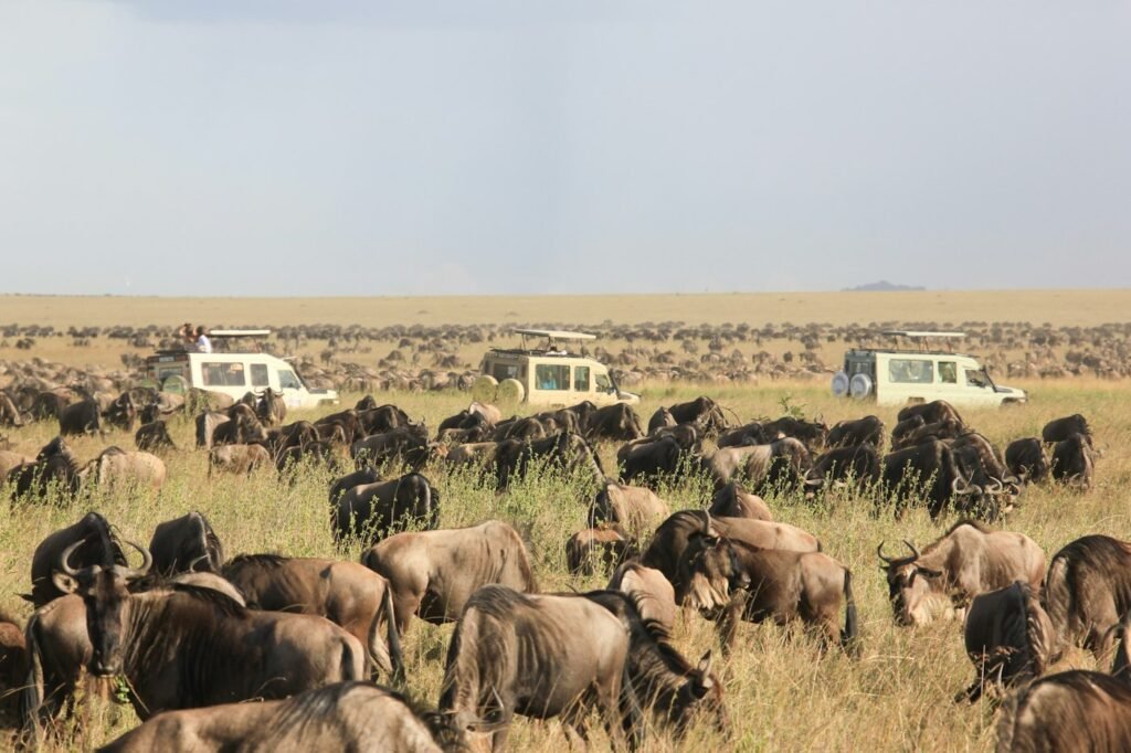 Wildebeest herd in the Serengeti, Tanzania