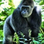 Mountain gorilla in the forest, Uganda