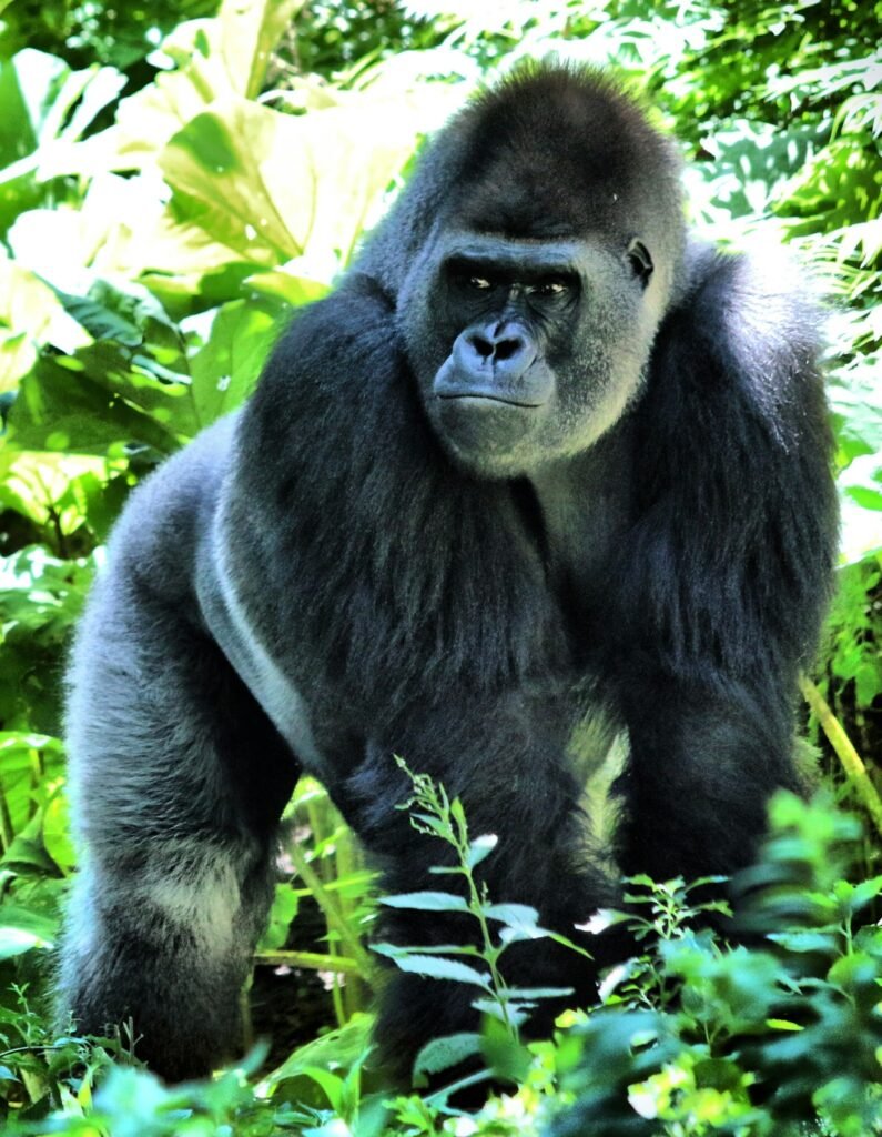 Mountain gorilla in the forest, Uganda