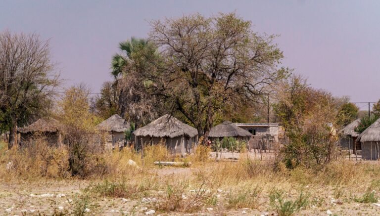 Thatched huts in dry bushland