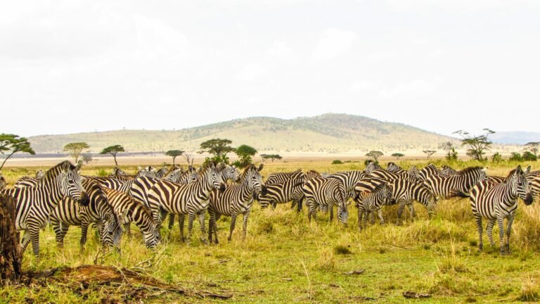 Zebras on the savanna