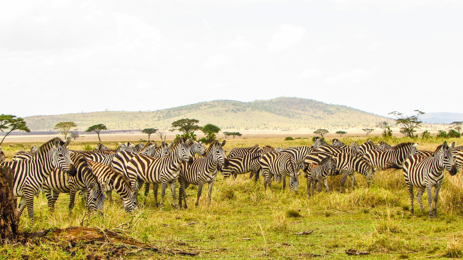 Zebras on the savanna