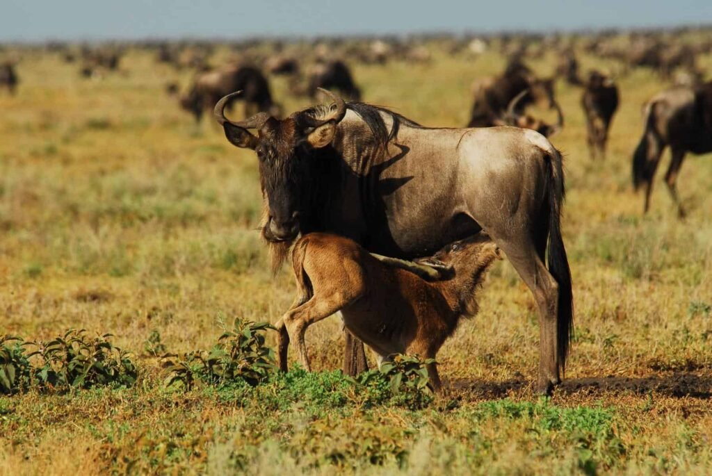 Newborn calves stay pressed against their mothers for the first days on the plains.