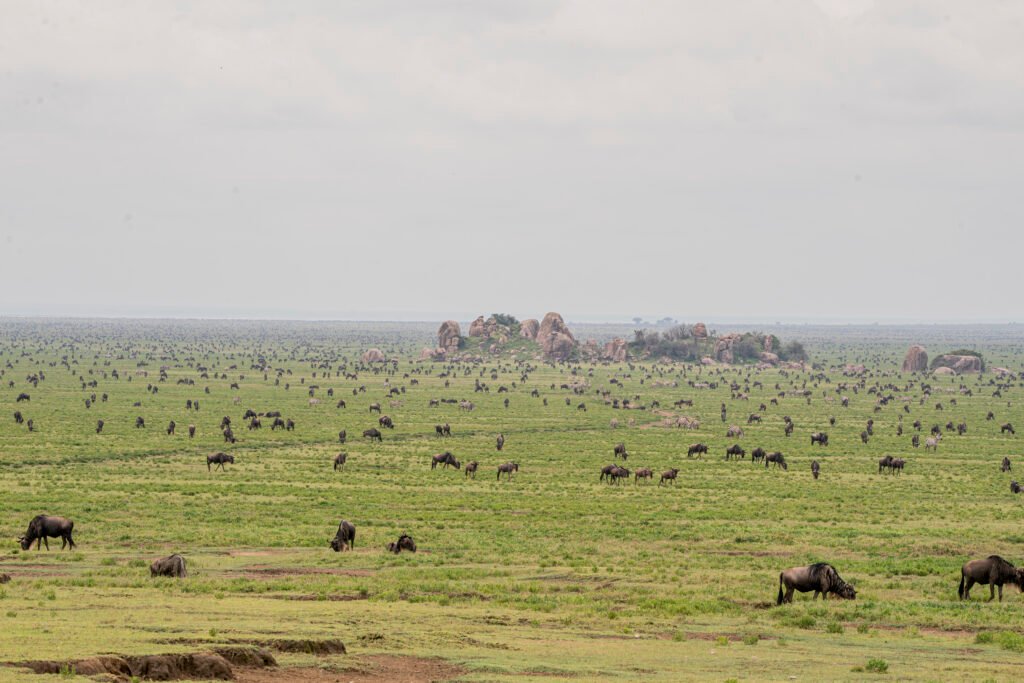 The southern plains after rain: green, open and full of wildebeest.