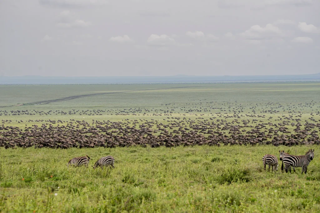 Wildebeest gather in their thousands on the short grass near Ndutu.