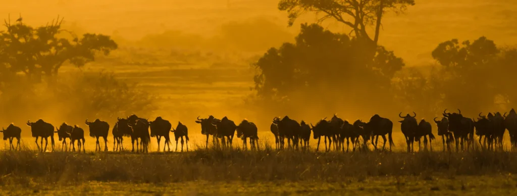 As the long rains approach, the herds begin to spread out toward the west.
